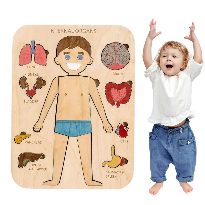 Montessori Wooden Toys Human Body Puzzles Organs Educational Wooden Jigsaw Boys Girls Anatomy Play Set Match Board Game Gifts
Montessori Wooden Toys Human Body Puzzles Organs Educational Wooden Jigsaw Boys Girls Anatomy Play Set Match Board Game Gifts