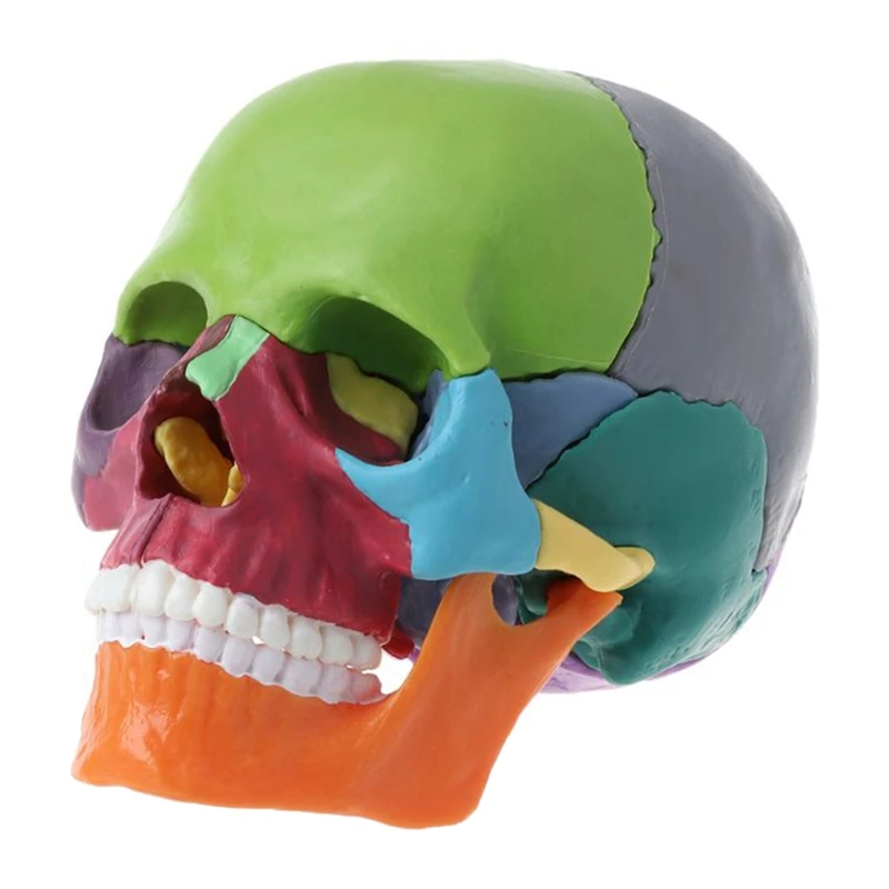 15Pcs/Set Skull Model Set Disassembled Skull Model Color Skull Anatomical Model Detachable Teaching Tool
15Pcs/Set Skull Model Set Disassembled Skull Model Color Skull Anatomical Model Detachable Teaching Tool