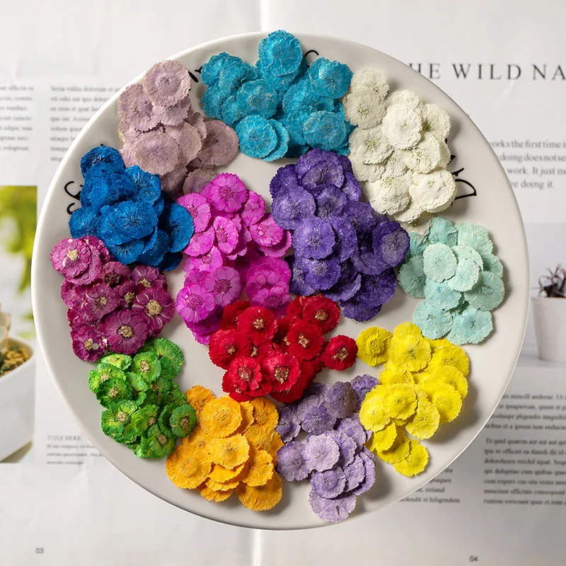 500pcs/bag Daisy Dried Flower Bellis perennis Pressed Flower Scrapbooking DIY Resin Jewelry Craft Nails Decor Candle Soap Making
500pcs/bag Daisy Dried Flower Bellis perennis Pressed Flower Scrapbooking DIY Resin Jewelry Craft Nails Decor Candle Soap Making