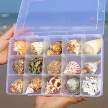 Conch Shell Natural Shell Popular Science Materials Boutique Conch Gift Box Kindergarten Marine Life Collection