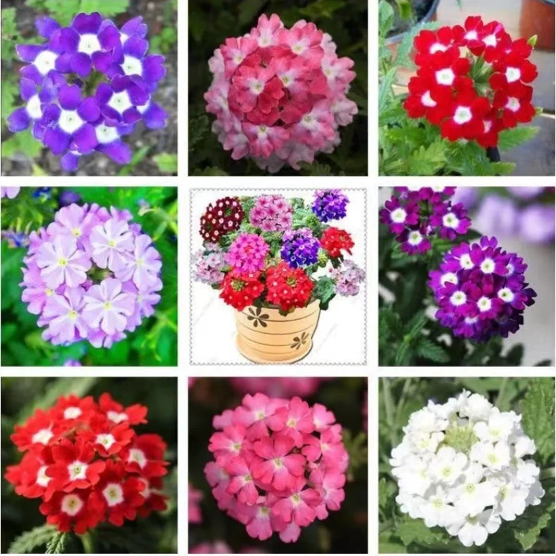 

100pcs violet flower Carnation Rose Beauty Sakura Verbena hybrida