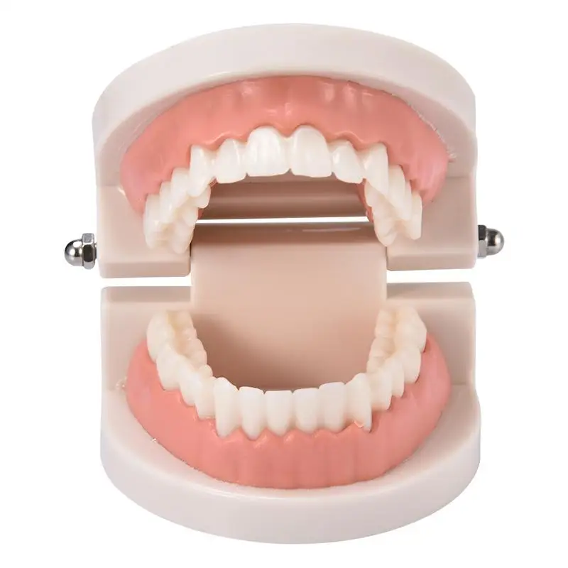 Pro Adult Kid White Teeth Model Standard Dental Teaching Study Typodont Demonstration Oral Medical Education Teeth Model Tool
Pro Adult Kid White Teeth Model Standard Dental Teaching Study Typodont Demonstration Oral Medical Education Teeth Model Tool