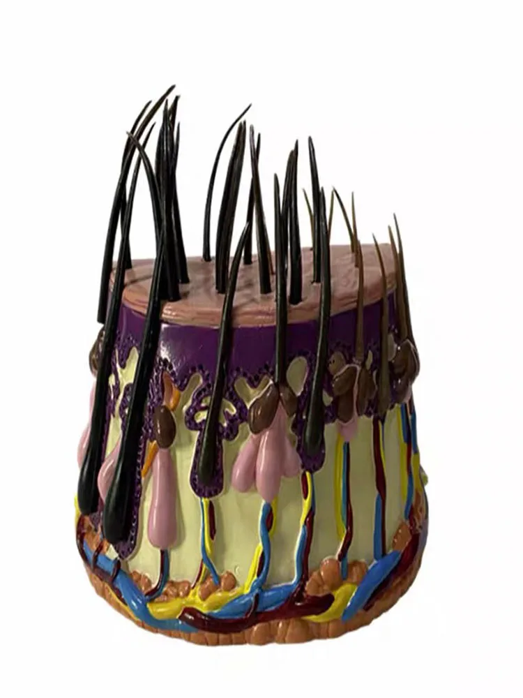 Human hair growth process hair follicle enlarged human skin anatomy teaching demonstration model
Human hair growth process hair follicle enlarged human skin anatomy teaching demonstration model