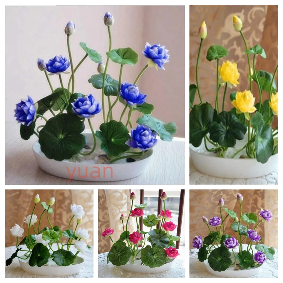 5pcs Bowl lotus Plants Pot Lotus Water Lily Flower 
5pcs Bowl lotus Plants Pot Lotus Water Lily Flower