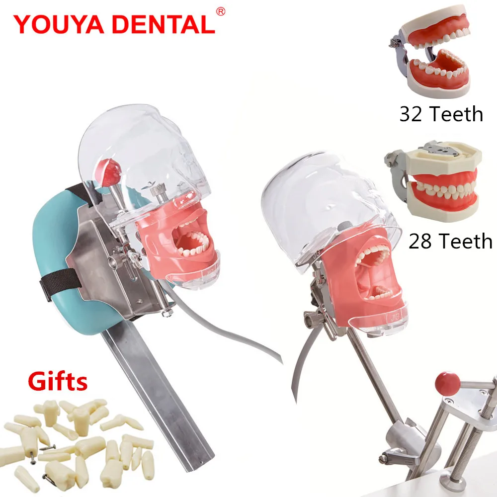 

Simple Phantom Dental Simulator Head Model Manikin With Teeth For Dentist Teaching Practice Training Study Dentistry Equipment