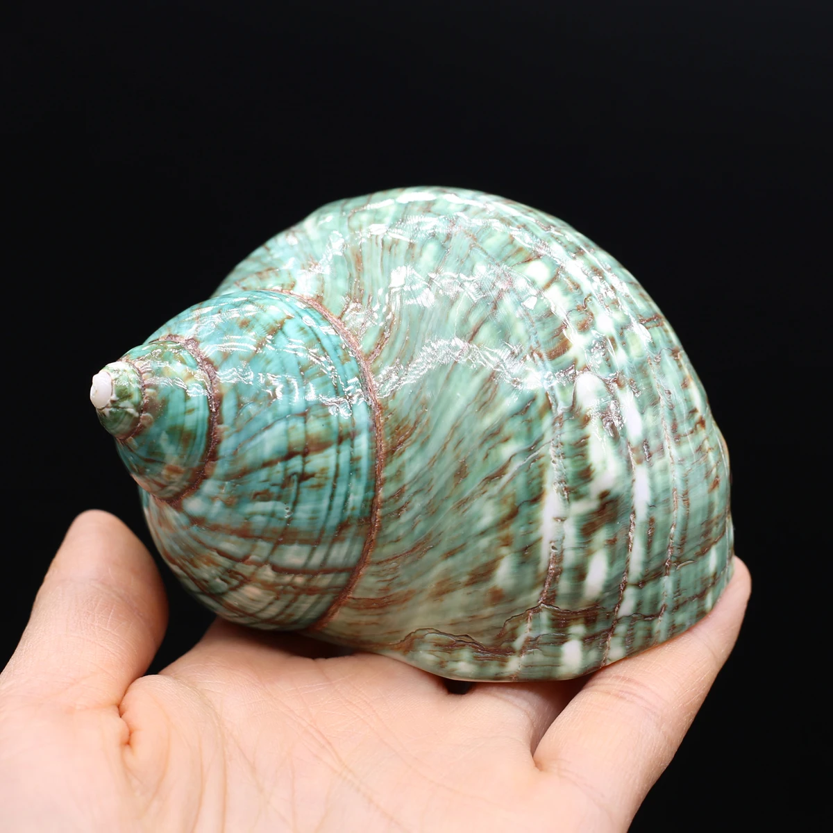 Natural Freshwater Shell Hermit Crab Shell Crafts Ornament Tiny Shell Conch Cowire Shell Charms for Jewelry Making DIY Accessry
Natural Freshwater Shell Hermit Crab Shell Crafts Ornament Tiny Shell Conch Cowire Shell Charms for Jewelry Making DIY Accessry