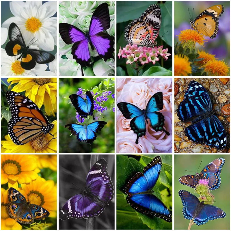 DIY Butterfly 5D Diamond Painting Full Square Drill Cross Ctitch Kits Animal Diamond Embroidery Mosaic Gift Wall Art Home Decor
DIY Butterfly 5D Diamond Painting Full Square Drill Cross Ctitch Kits Animal Diamond Embroidery Mosaic Gift Wall Art Home Decor