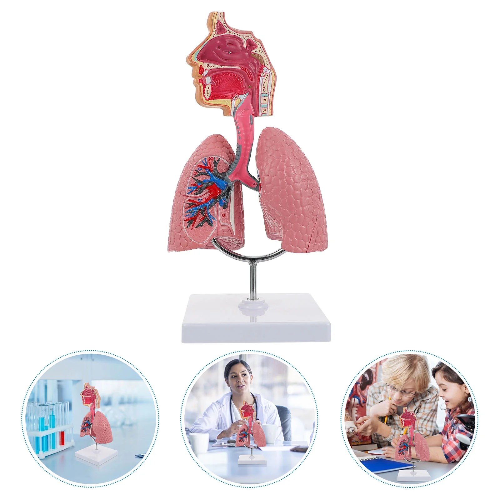 

Реалистичная модель дыхательной системы для детей, Обучающие игрушки, демонстрация анатомии легких из ПВХ