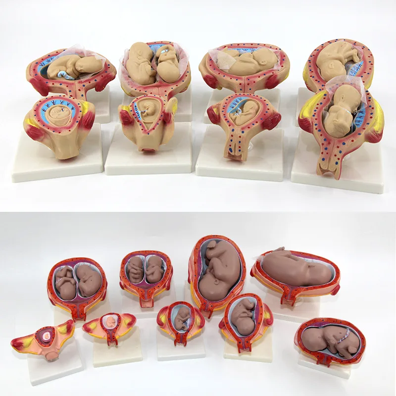 Pregnancy Embryonic Development Process Modelfamily Planning Model Gynecology Teaching Model Fetal Development 8-Piece Set 9
Pregnancy Embryonic Development Process Modelfamily Planning Model Gynecology Teaching Model Fetal Development 8-Piece Set 9