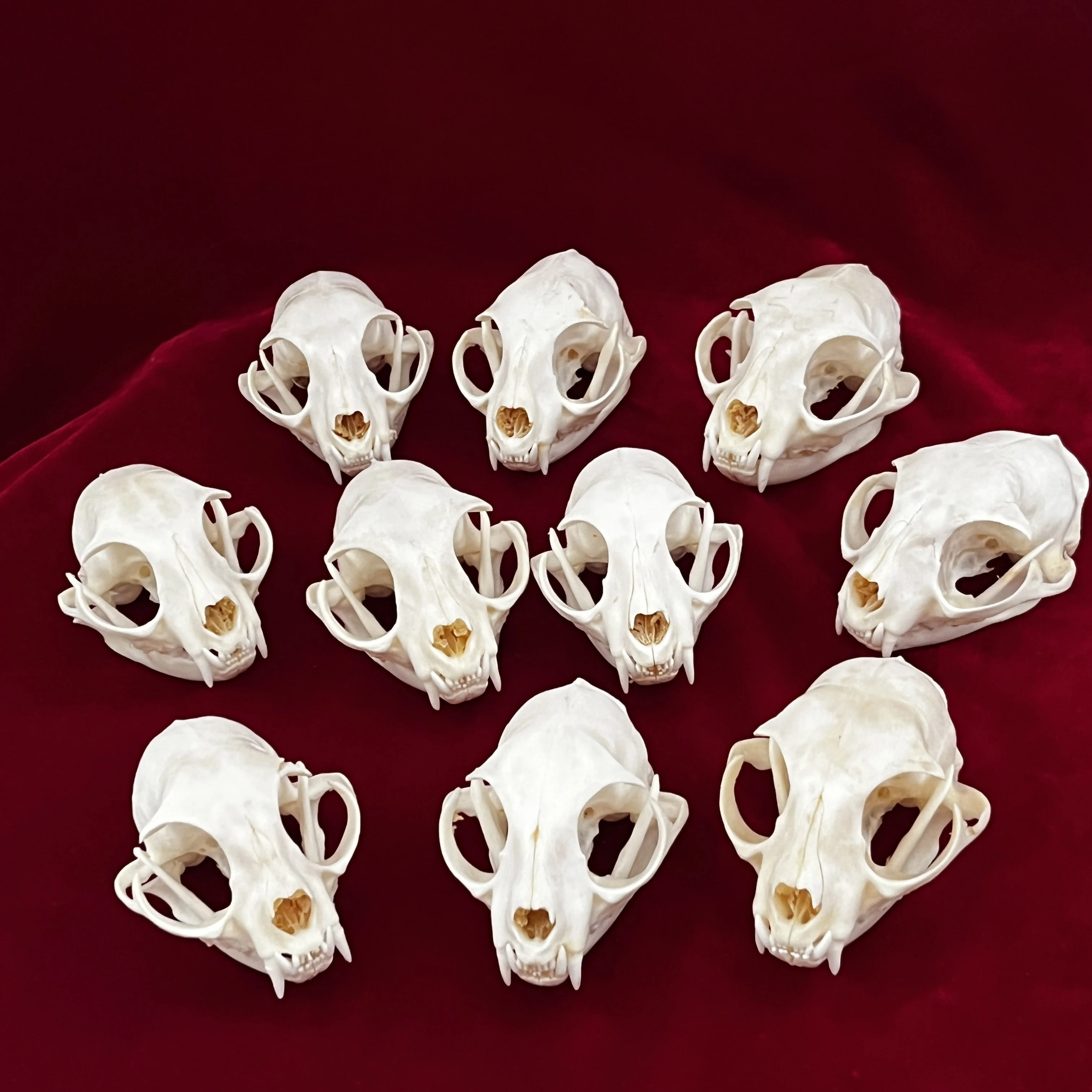 Exquisite Collection of Real Bone Skull, Animal Bones for Craft, Home Decor, Specimen Collectibles Study, Special Gifts 3'
Exquisite Collection of Real Bone Skull, Animal Bones for Craft, Home Decor, Specimen Collectibles Study, Special Gifts 3'