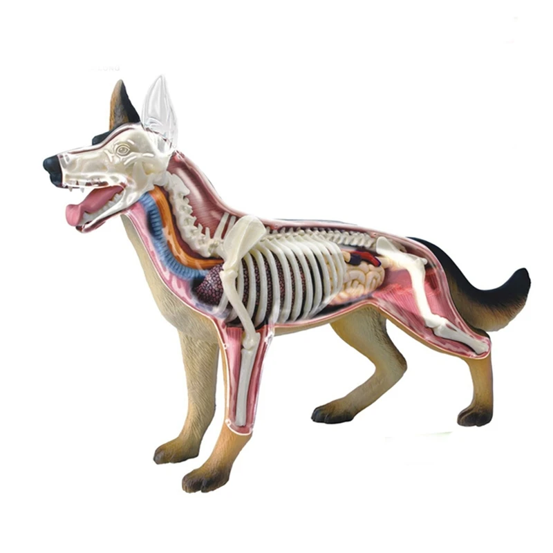 Anatomical Dog Model Dog Puzzle Assembling Toy Animal Biology Organ Anatomical Model Veterinarian Teaching Model
Anatomical Dog Model Dog Puzzle Assembling Toy Animal Biology Organ Anatomical Model Veterinarian Teaching Model