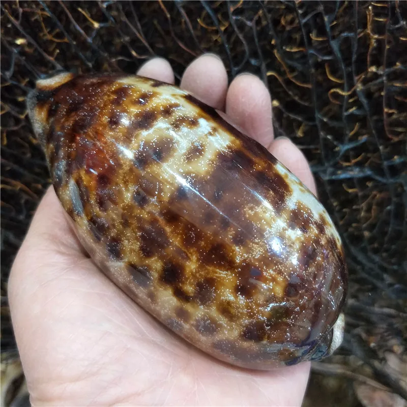 Коллекционная раковина Конг Облако Каури
Коллекционная раковина Конг Облако Каури