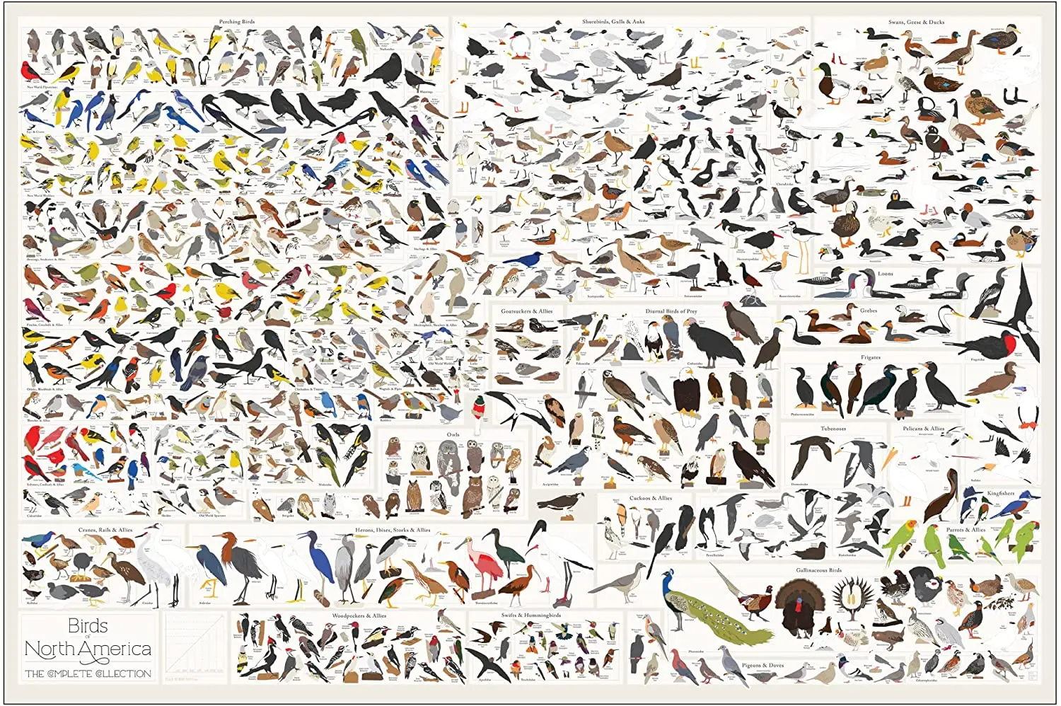 Birds of North America Format Poster Every Bird Species in North America Perfect Wall Decor for Nature Lovers metal sign
Birds of North America Format Poster Every Bird Species in North America Perfect Wall Decor for Nature Lovers metal sign