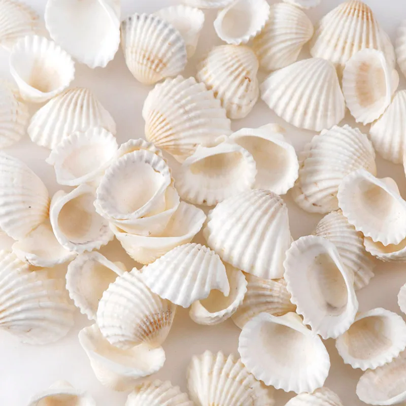 20pc About 30g Aquarium Landscape Natural Seashells Decorations Scallop Shells Jewelry Crafts Wall Decor Ornament Conch
20pc About 30g Aquarium Landscape Natural Seashells Decorations Scallop Shells Jewelry Crafts Wall Decor Ornament Conch