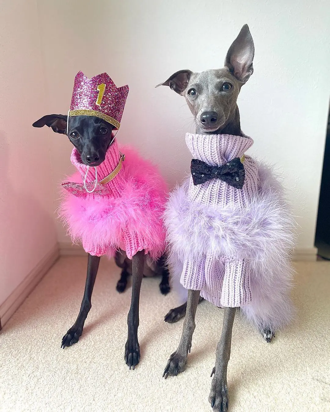 Italian Greyhound New European and American ladies turkey hair autumn and winter warm dog sweater pet warm party pet sweater
Italian Greyhound New European and American ladies turkey hair autumn and winter warm dog sweater pet warm party pet sweater