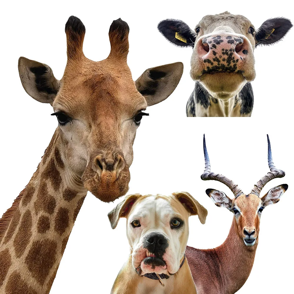 Creative and Interesting Animal Wall Stickers Background Walls Living Room Decorations Wall Stickers Self-adhesive PVC Stickers
Creative and Interesting Animal Wall Stickers Background Walls Living Room Decorations Wall Stickers Self-adhesive PVC Stickers