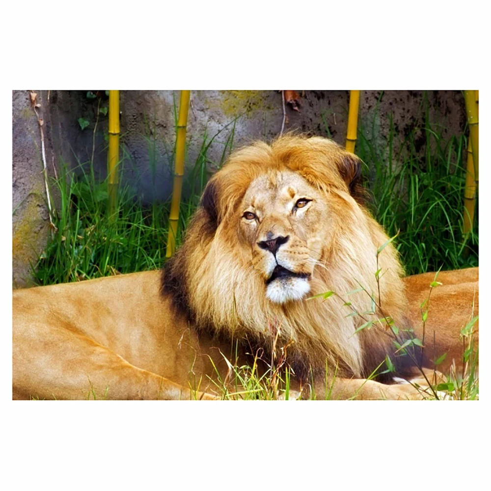 Diamond Painting The Lion Family Animals Full Square/Round Rhinestone Hobby Crafts Mosaic Handmade Gifts Cross Stitch Home Decor
Diamond Painting The Lion Family Animals Full Square/Round Rhinestone Hobby Crafts Mosaic Handmade Gifts Cross Stitch Home Decor