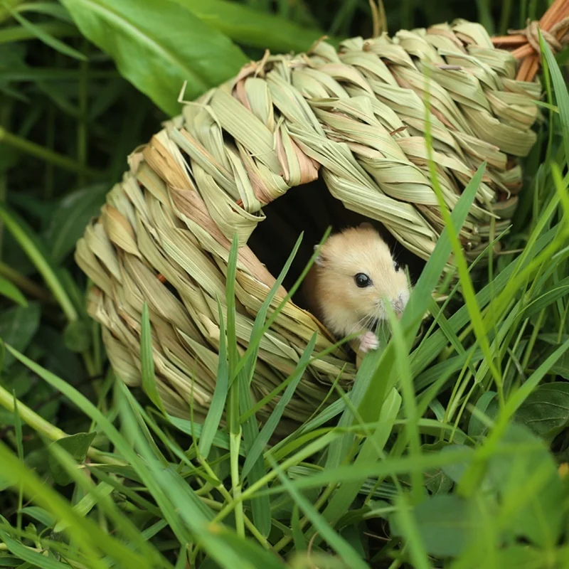 Handmade Hibiscus Grass Weave Hamster Ecological Nest Chinchilla Hedgehog Guinea Pig House Bird Nest Bird House
Handmade Hibiscus Grass Weave Hamster Ecological Nest Chinchilla Hedgehog Guinea Pig House Bird Nest Bird House