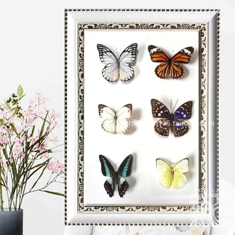 Real butterfly specimen frame, empty three-dimensional insect photo frame, craft decoration pendant, popular science teachingaid
Real butterfly specimen frame, empty three-dimensional insect photo frame, craft decoration pendant, popular science teachingaid