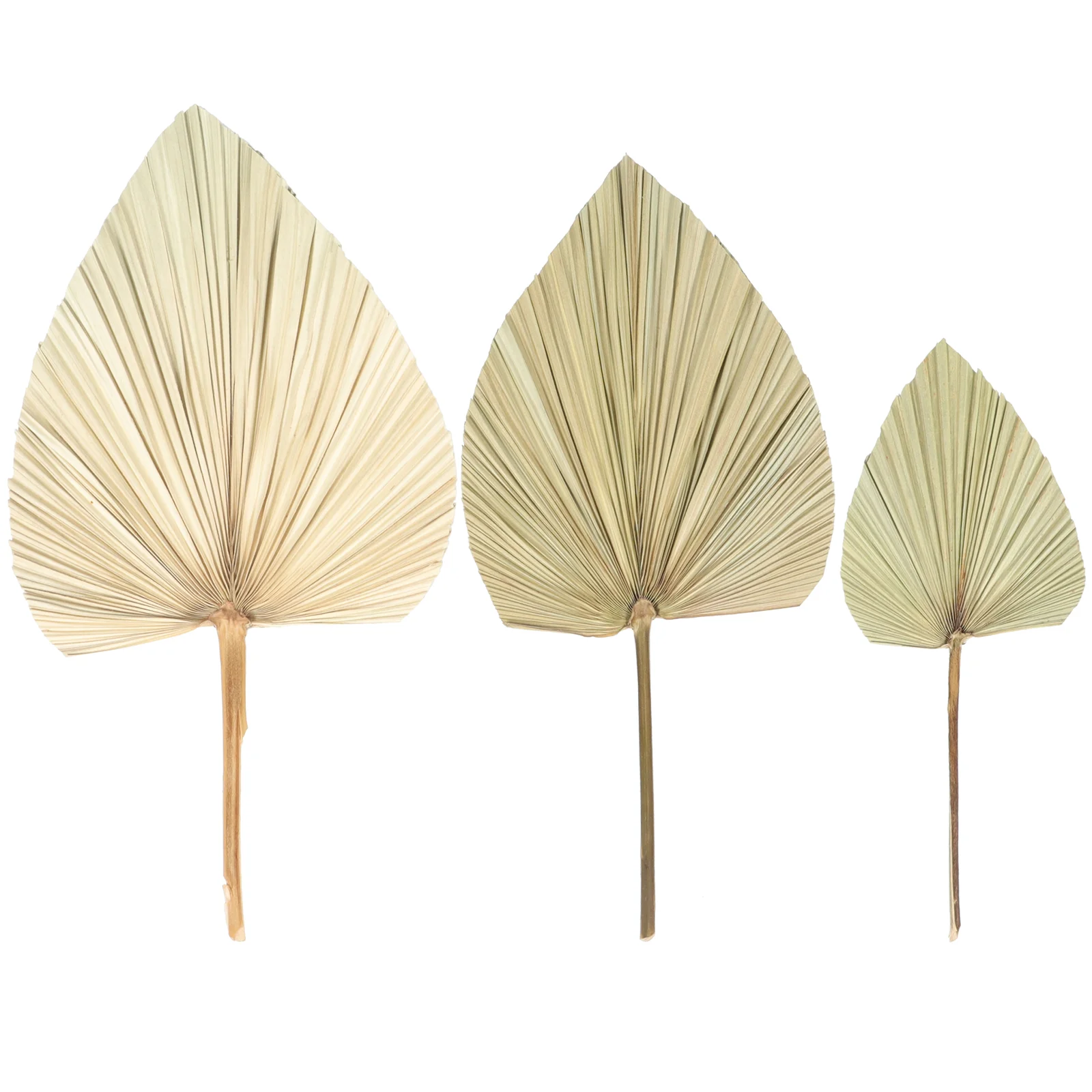 Palm Leaf Dried Leaves Natural Dry Decorfor Decoration Vivid Wedding Layout Photo Props
Palm Leaf Dried Leaves Natural Dry Decorfor Decoration Vivid Wedding Layout Photo Props