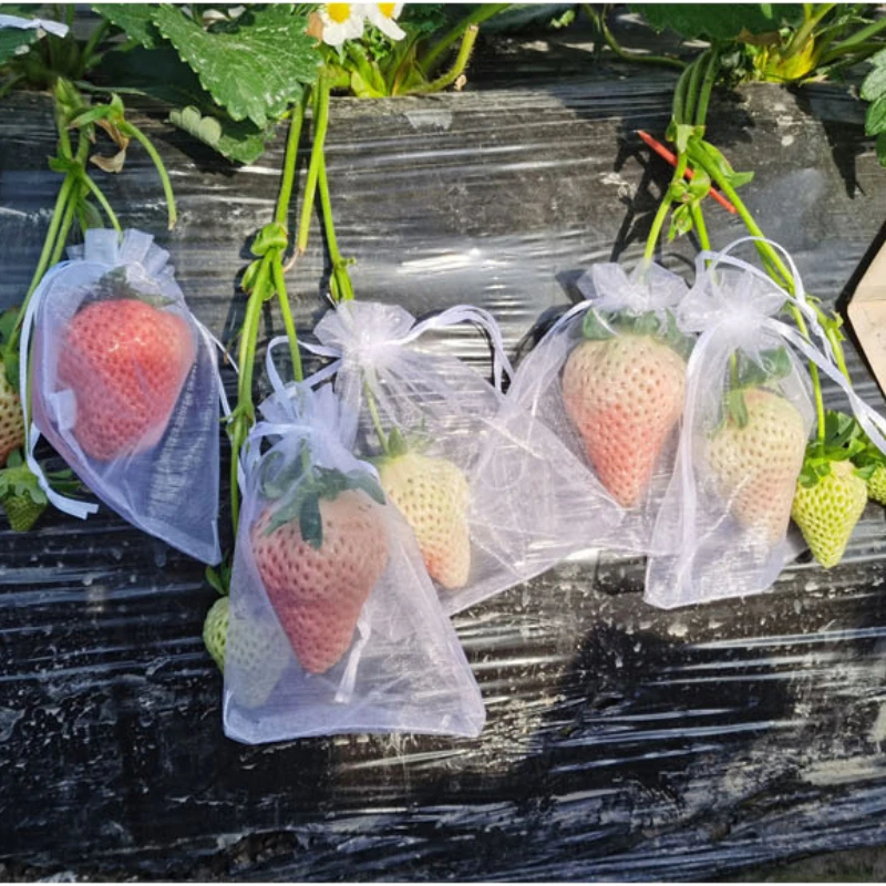 30/20/10PCS Vegetable and Fruit Protection Bag Pest Control Bird-proof Mesh Bag Strawberry Grape Orchard Bagging Mesh Cover
30/20/10PCS Vegetable and Fruit Protection Bag Pest Control Bird-proof Mesh Bag Strawberry Grape Orchard Bagging Mesh Cover