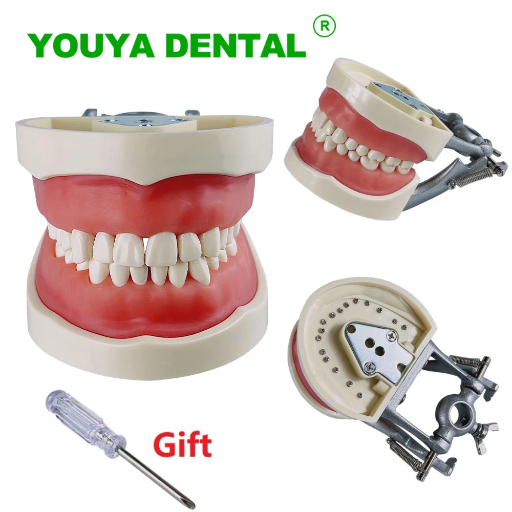 

Dental Demonstration Model Dentistry Study Teaching Model Gum Teeth Practice Model Standard Typodont Model With Removable Tooth