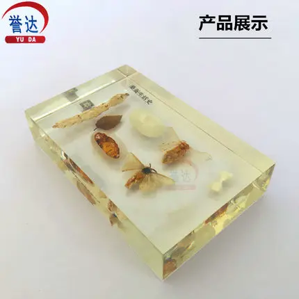 Free shipping silkworm life history specimen silkworm resin-embedded preschool education aids
Free shipping silkworm life history specimen silkworm resin-embedded preschool education aids