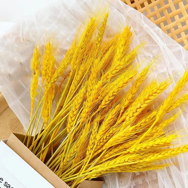 50Pcs Real Wheat Ear Natural Dried Flowers Christmas Decoration Bridal Wedding Bouquet Party Supplies Artificial Wedding Flowers
50Pcs Real Wheat Ear Natural Dried Flowers Christmas Decoration Bridal Wedding Bouquet Party Supplies Artificial Wedding Flowers