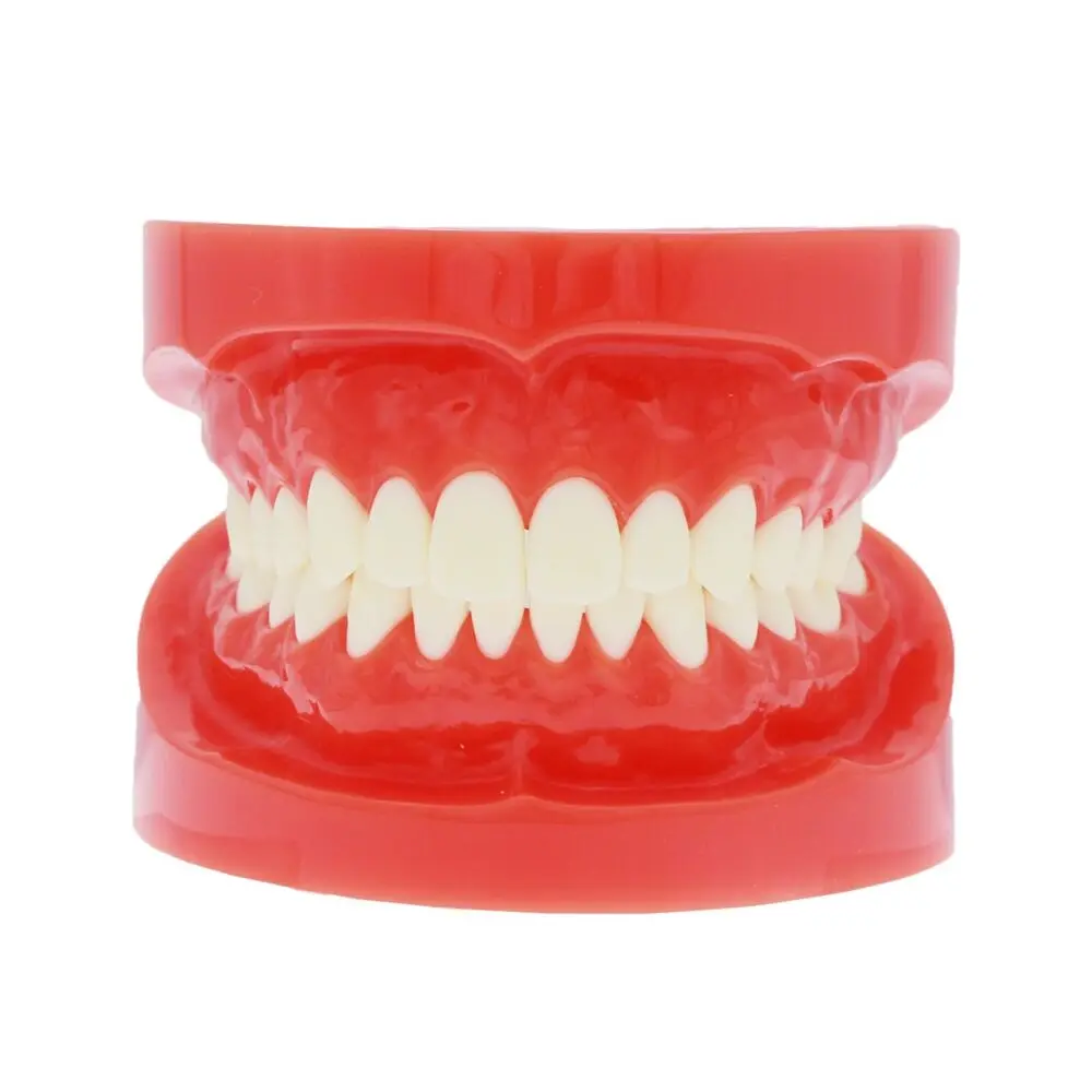 

Dental Teeth Model 1:1 Standard Adult Fixed Teeth Studying Teaching Demo M7004