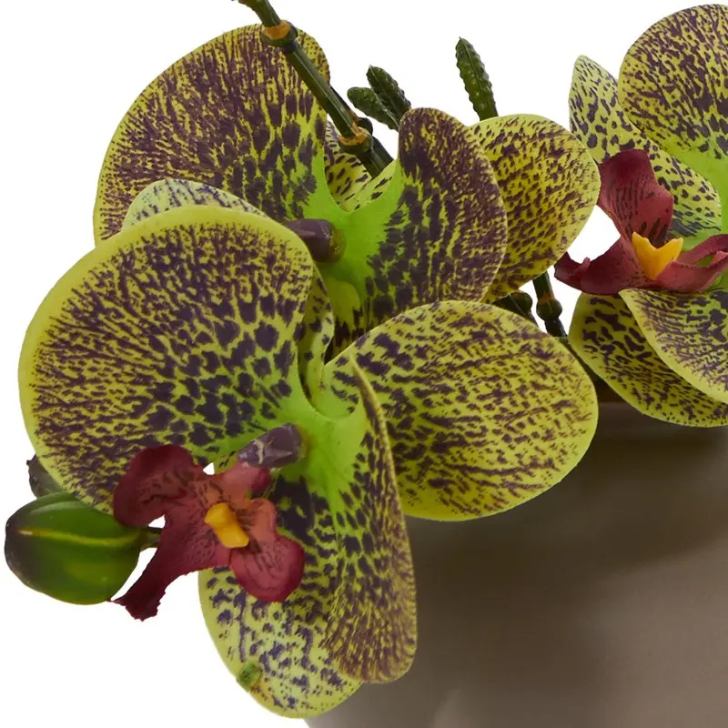 Charmingly Vibrant 3-Piece Set of Multicolor Phalaenopsis Orchid Artificial Flower Arrangement - Perfect for Home Decor Display.
Charmingly Vibrant 3-Piece Set of Multicolor Phalaenopsis Orchid Artificial Flower Arrangement - Perfect for Home Decor Display.