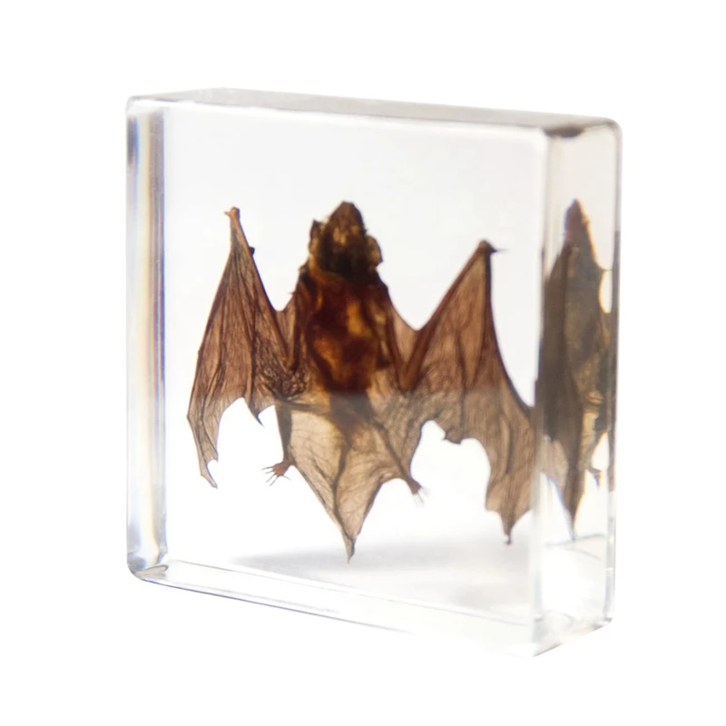 1 Piece Taxidermy Bat Bat Specimens Animal Specimen In Resin For Science Classroom Science Education, Great Gift
1 Piece Taxidermy Bat Bat Specimens Animal Specimen In Resin For Science Classroom Science Education, Great Gift