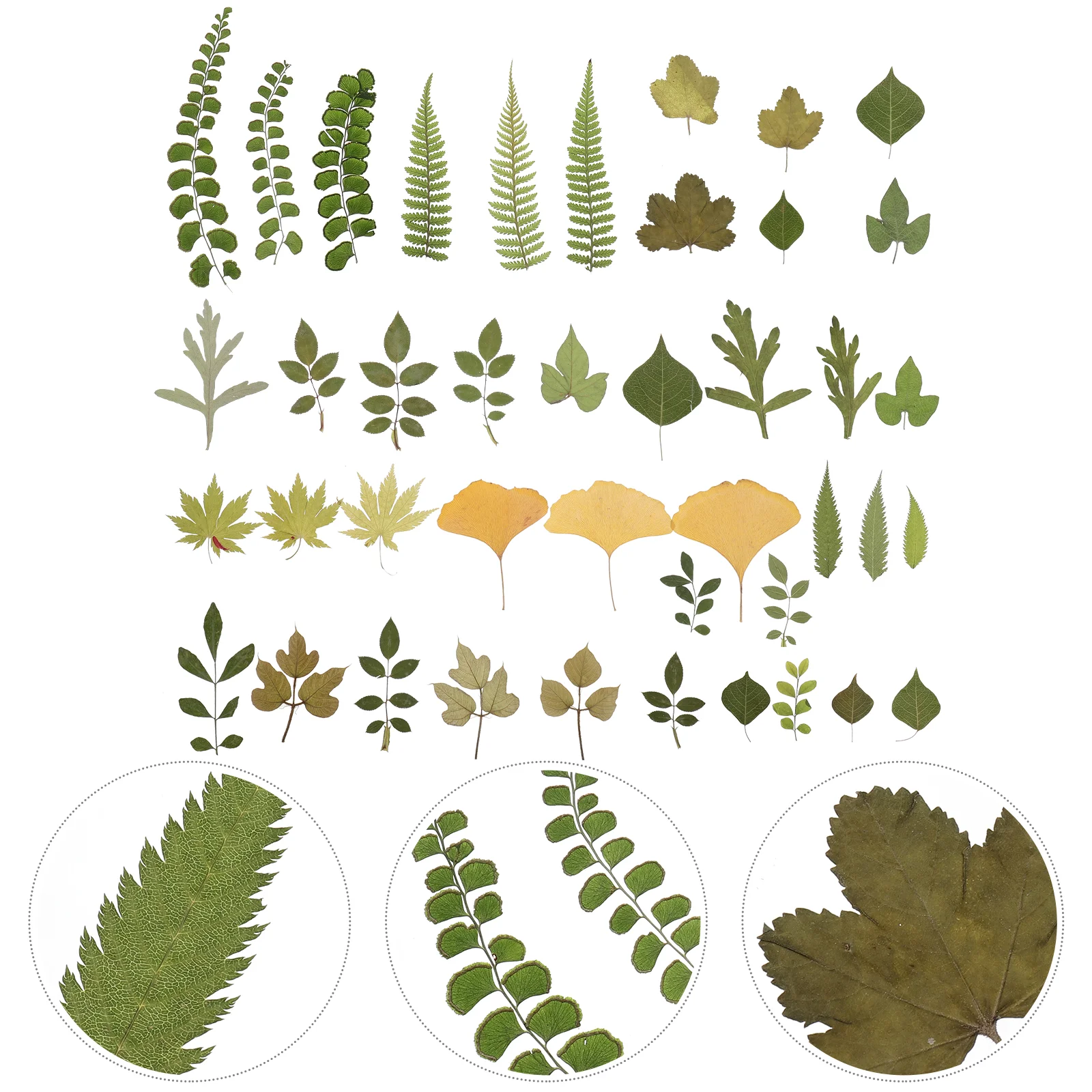 Real Leaf Specimen DIY Accessories Dried Leaves Plants Natural Dry Mixed Flower Handmade Material Nail
Real Leaf Specimen DIY Accessories Dried Leaves Plants Natural Dry Mixed Flower Handmade Material Nail