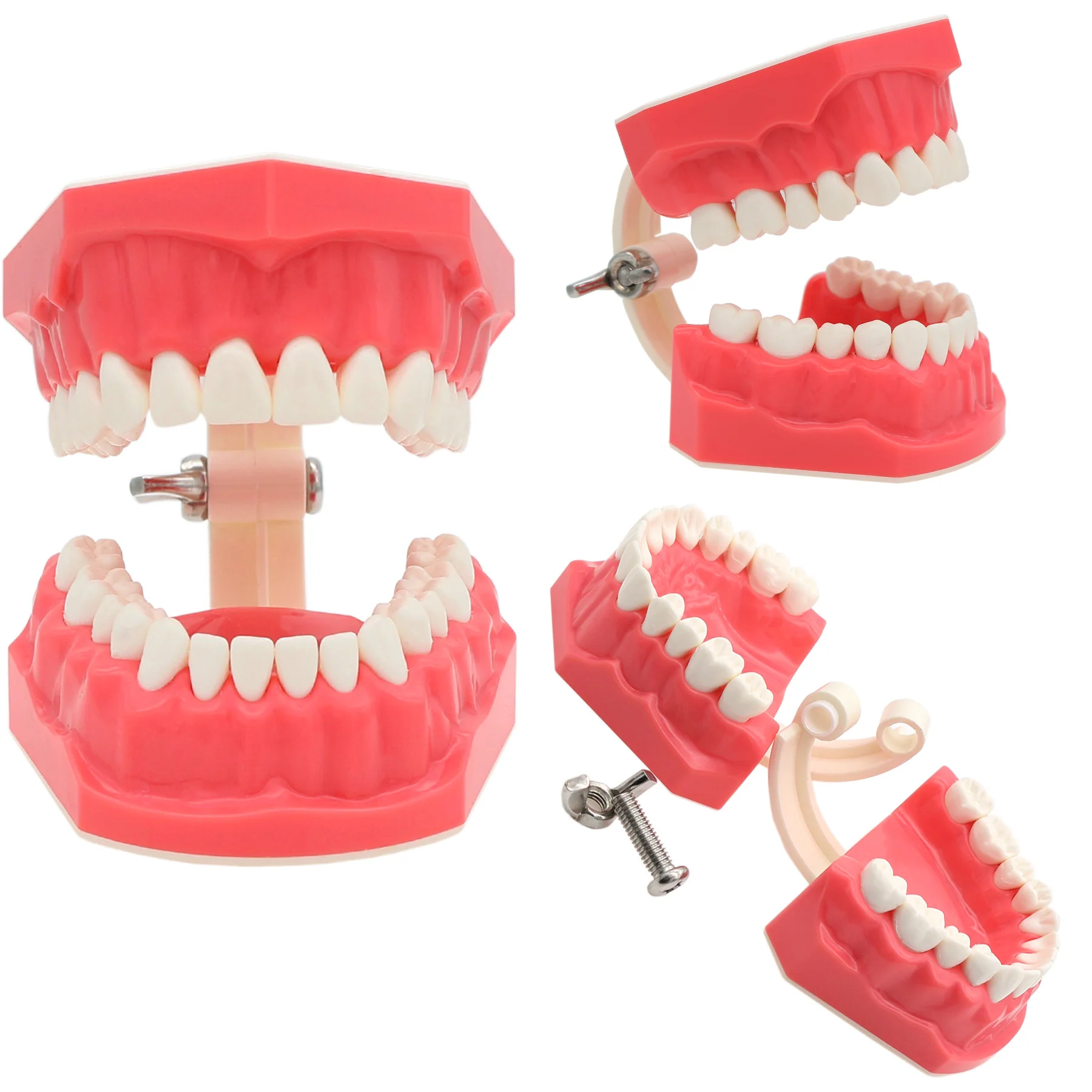 

Studying Model Dental Typodont Model M7010-1 Brushing Flossing Practice Teaching