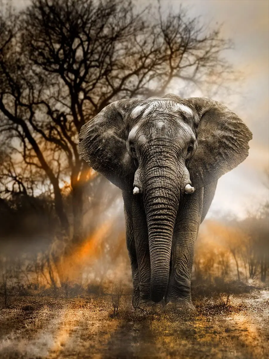 Elephant grassland scenery Jigsaw Puzzles Toys Home Entertainment Game for Relaxation, Meditation, Hobby
Elephant grassland scenery Jigsaw Puzzles Toys Home Entertainment Game for Relaxation, Meditation, Hobby