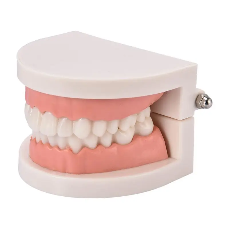 

Профессиональная модель зубов для взрослых и детей, стандартная модель зубов для обучения, демонстрация зубов, модель зубов, инструмент для орального и медицинского обучения