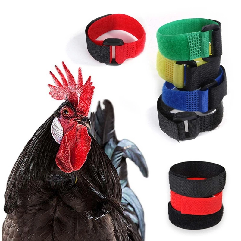 2-Piece Anti Crow Rooster Collar Chicken Neckband Noise Free No Crow Collars Nylon Neck Belt Keeping Roosters Quiet
2-Piece Anti Crow Rooster Collar Chicken Neckband Noise Free No Crow Collars Nylon Neck Belt Keeping Roosters Quiet