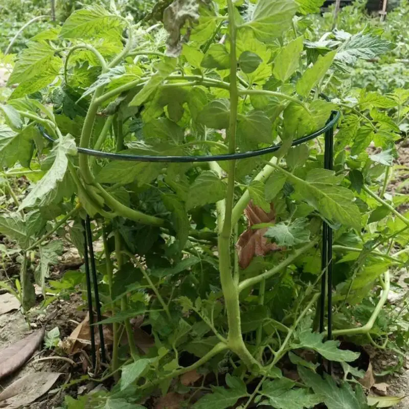 14/18/20/22cm Metal Flower Stand Green Garden Support Stake Ring Peony Herbaceous Plant Flower Stand Trellis Gardening Supplies
14/18/20/22cm Metal Flower Stand Green Garden Support Stake Ring Peony Herbaceous Plant Flower Stand Trellis Gardening Supplies