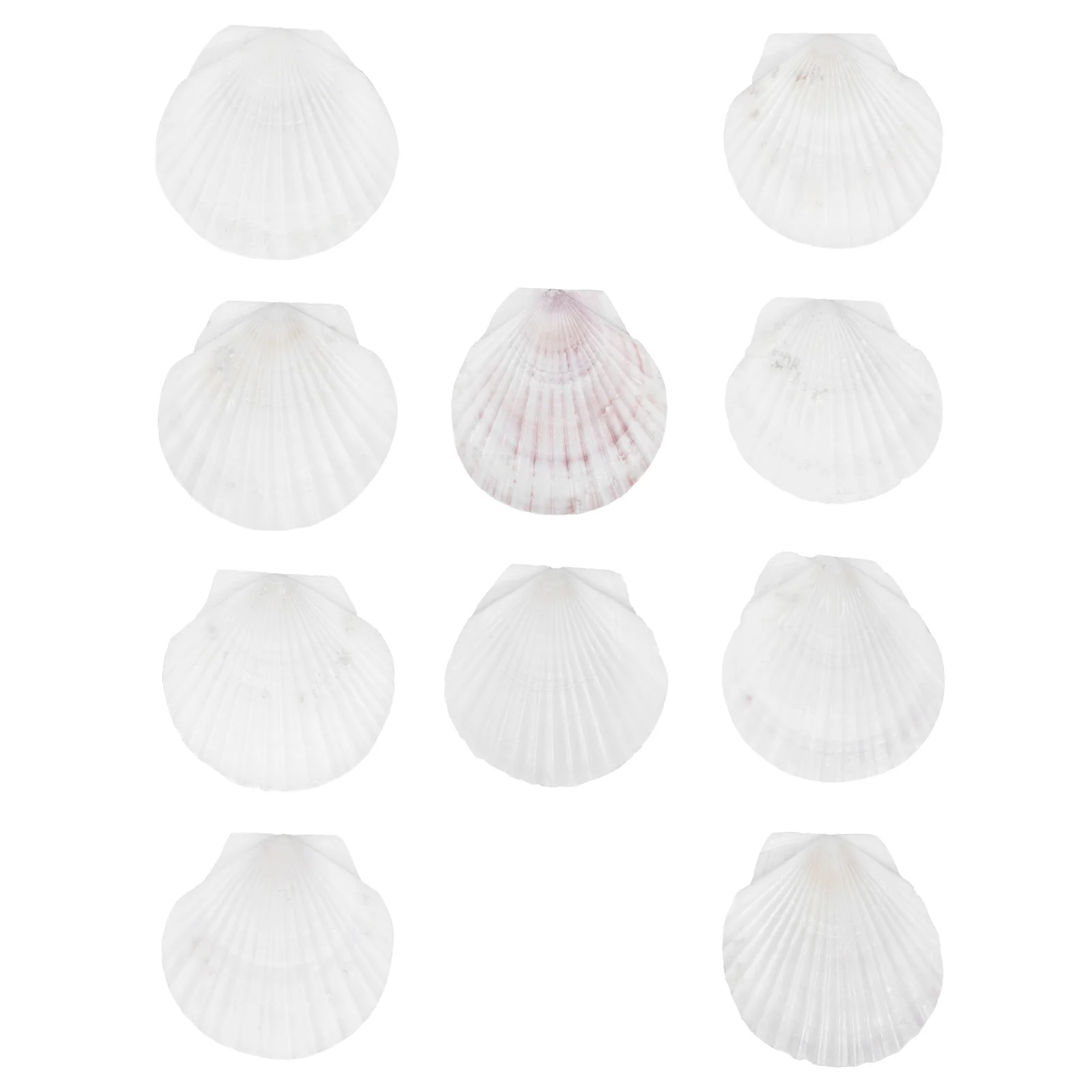 Shell Shells Scallopsea Natural Baking Dish Gifts Birthday Mom White Craft Crafts Diy Beachpainting Large Serving Jewelry Holder
Shell Shells Scallopsea Natural Baking Dish Gifts Birthday Mom White Craft Crafts Diy Beachpainting Large Serving Jewelry Holder