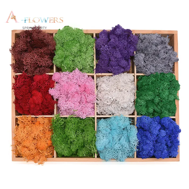 20/40g Natural Plant Eternal Life Iceland Moss Mini Landscape Home Garden Decor Gift Photography Props Living Room Decoration
20/40g Natural Plant Eternal Life Iceland Moss Mini Landscape Home Garden Decor Gift Photography Props Living Room Decoration