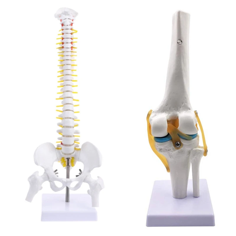 2 Pcs Human 1: 1 Size Anatomy Flexible Skeleton Teaching Model, Spinal Disc Pelvis Model & Knee Joint Simulation Model
2 Pcs Human 1: 1 Size Anatomy Flexible Skeleton Teaching Model, Spinal Disc Pelvis Model & Knee Joint Simulation Model