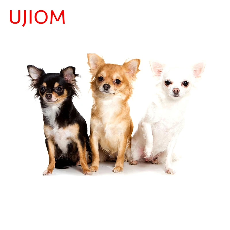 UJIOM Chihuahua Three Brothers Wall Sticker Window Glass Decal Bedroom Waterproof and Scratchproof Living Room Decoration
UJIOM Chihuahua Three Brothers Wall Sticker Window Glass Decal Bedroom Waterproof and Scratchproof Living Room Decoration