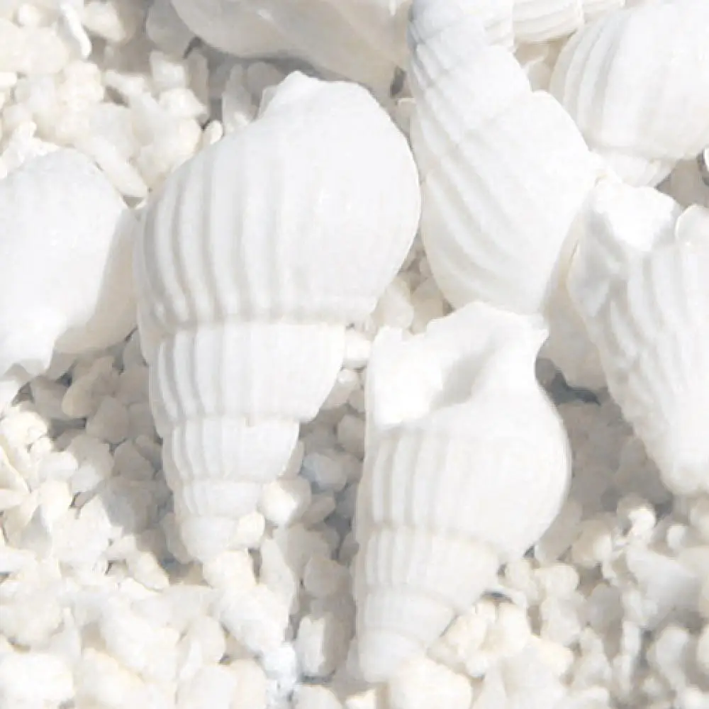 100 Pieces White DIY Sea Shell Small Beautiful Top Rare Real Sea Shell Conches Xmas Gift Beach Jewelry Accessories for Women
100 Pieces White DIY Sea Shell Small Beautiful Top Rare Real Sea Shell Conches Xmas Gift Beach Jewelry Accessories for Women