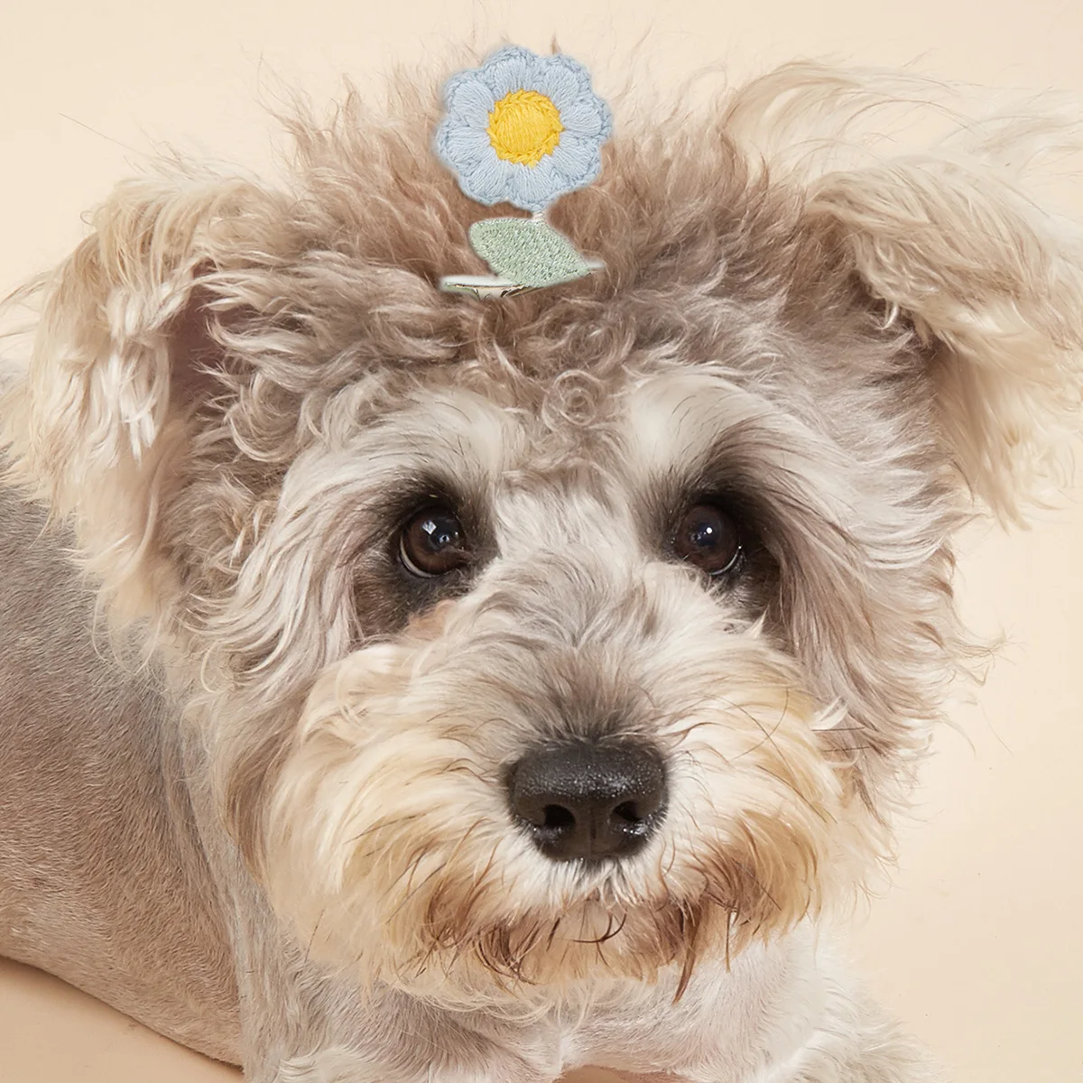 Pet Cute Floral Hair Clip Dog Accessories Headdress Cat Puppy Hair Accessorie Item Free Shipping Solid Mini Decoration Pink Blue
Pet Cute Floral Hair Clip Dog Accessories Headdress Cat Puppy Hair Accessorie Item Free Shipping Solid Mini Decoration Pink Blue