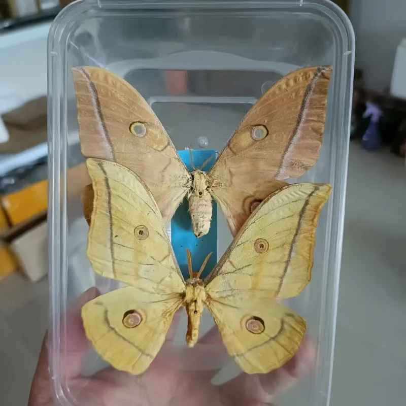 Real Silkworm Moth Butterfly Insect Specimen DIY Decoration Crafts Collection Exhibition Photograph Statue Home Decor Taxidermy
Real Silkworm Moth Butterfly Insect Specimen DIY Decoration Crafts Collection Exhibition Photograph Statue Home Decor Taxidermy