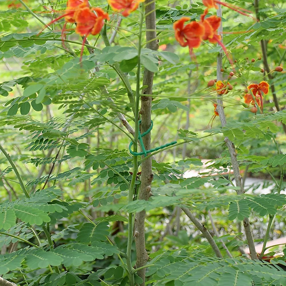 200Pcs Reusable Plastic Landscape Fishbone Spur Plant Belt Ties Garden Tools For Pulling And Binding Of Roses Orchids Fruits
200Pcs Reusable Plastic Landscape Fishbone Spur Plant Belt Ties Garden Tools For Pulling And Binding Of Roses Orchids Fruits