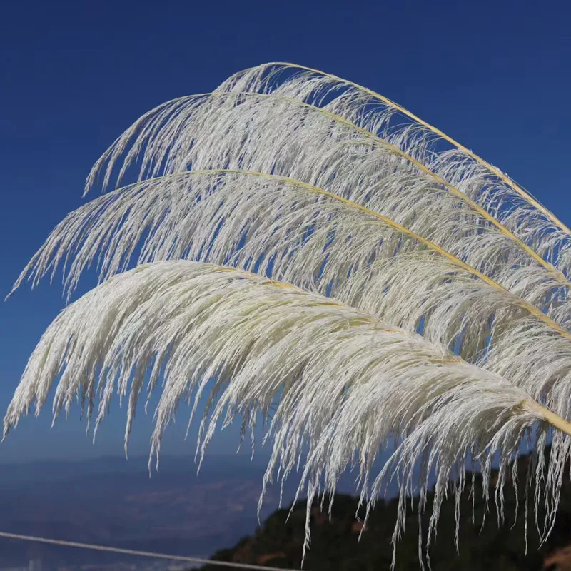 Natural Big Pampas Grass Dried flowers Christmas Decor 2023 White Pink Black Golden And Soon Real Plant Artificial Flores
Natural Big Pampas Grass Dried flowers Christmas Decor 2023 White Pink Black Golden And Soon Real Plant Artificial Flores