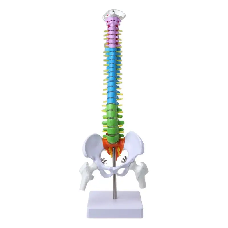 45cm Removable Human Spine Model Spinal Column Vertebral Lumbar Curve Anatomical Medical Teaching Tool 39XC
45cm Removable Human Spine Model Spinal Column Vertebral Lumbar Curve Anatomical Medical Teaching Tool 39XC