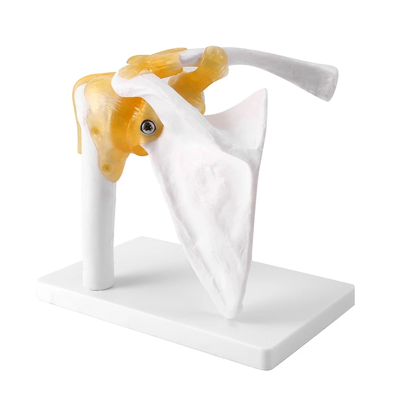 Human Shoulder Joint Model, Anatomically Accurate Shoulder Skeleton Model Life Size Human Skeleton Anatomy for Science Classroom
Human Shoulder Joint Model, Anatomically Accurate Shoulder Skeleton Model Life Size Human Skeleton Anatomy for Science Classroom