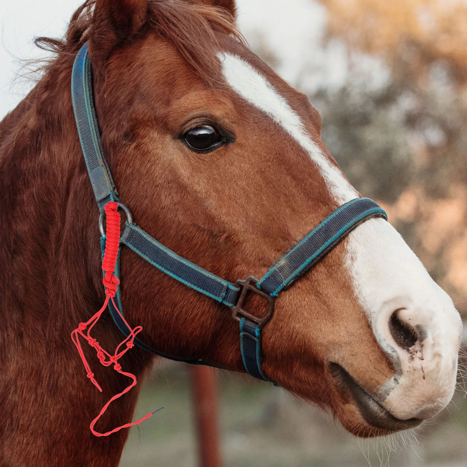 Practical Breast Collar Maroon Head Bridles Horses Safety Fabric Professional Supply
Practical Breast Collar Maroon Head Bridles Horses Safety Fabric Professional Supply