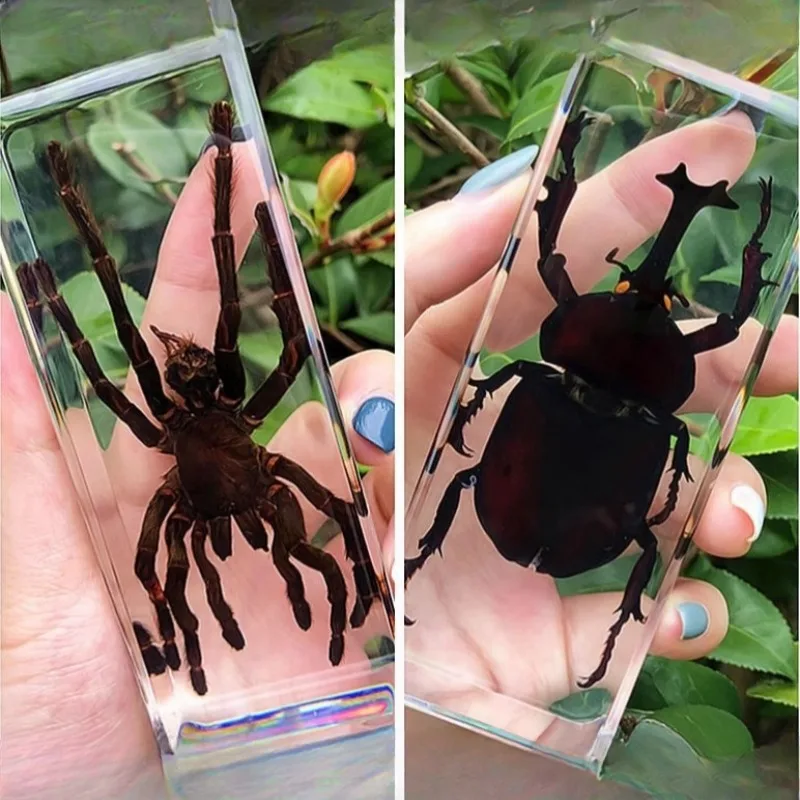 Insect Specimen in Resin Model Transparent Large Bug in Resin Spiders Beetles Large Insect Scorpion Specimen Decoration Gifts 
Insect Specimen in Resin Model Transparent Large Bug in Resin Spiders Beetles Large Insect Scorpion Specimen Decoration Gifts